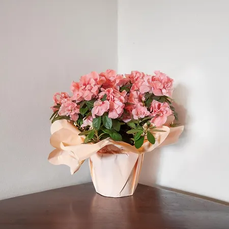 Feriegård Universal Harmony - Balestruccio *